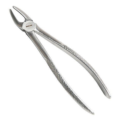 Fig. 7. Upper premolars