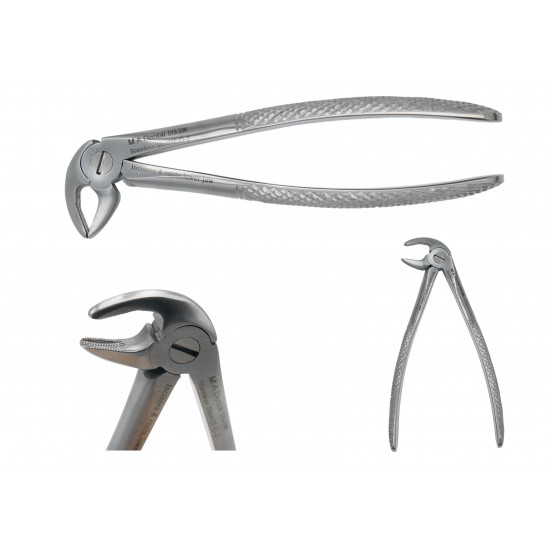 Incisors & roots, lower jaw JUNIOR 515-33k